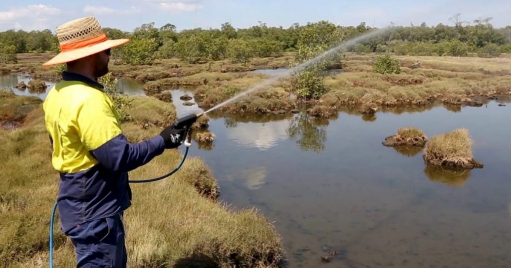 brisbane mosquito blitz