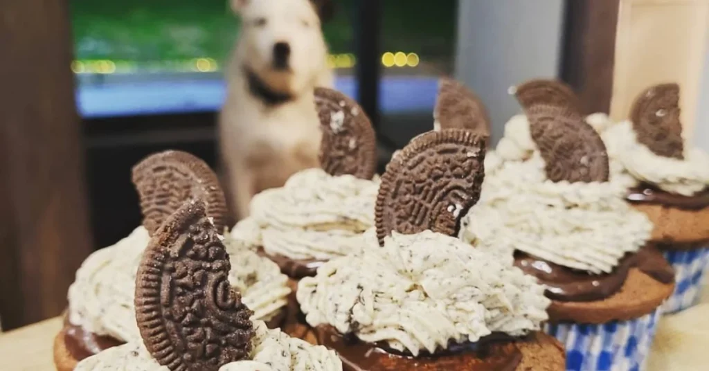 cupcake day