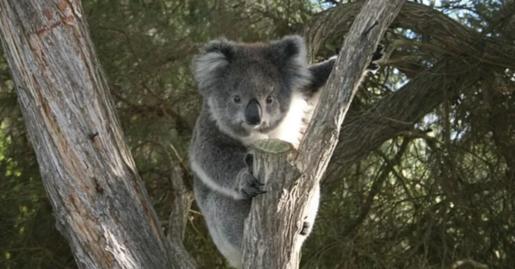 Koala