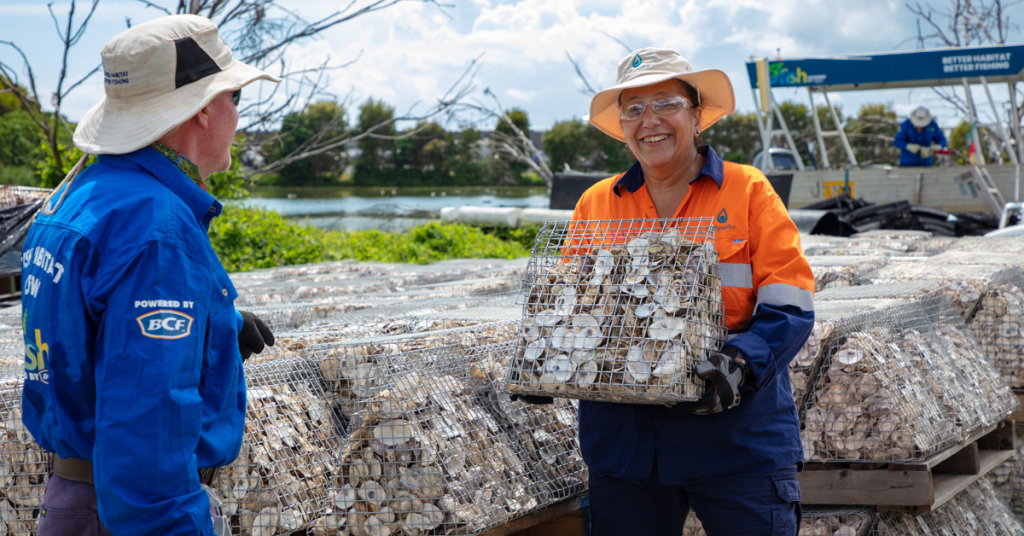 Oyster Reef Trial Aims to Boost Water Quality in Lawnton and Kallangur