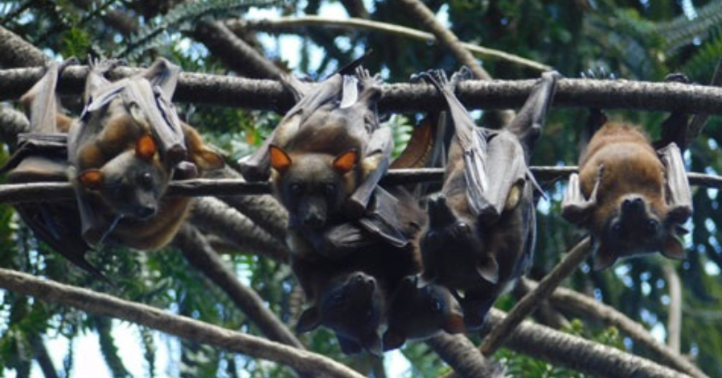 flying fox