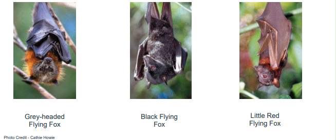 flying fox