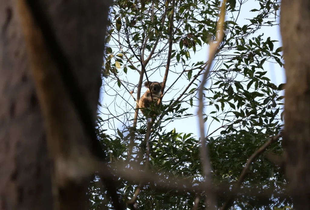 koala habitat