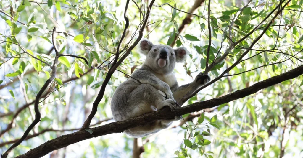 koala population study

