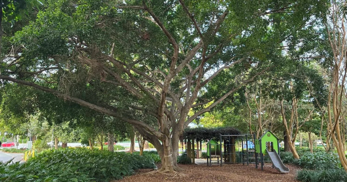 Wyllie Park Trial Brings Homelessness Support Closer in Petrie