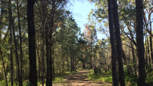 North Lakes environmental reserve