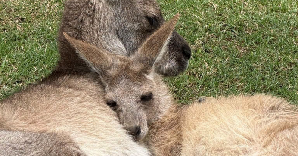 kangaroo